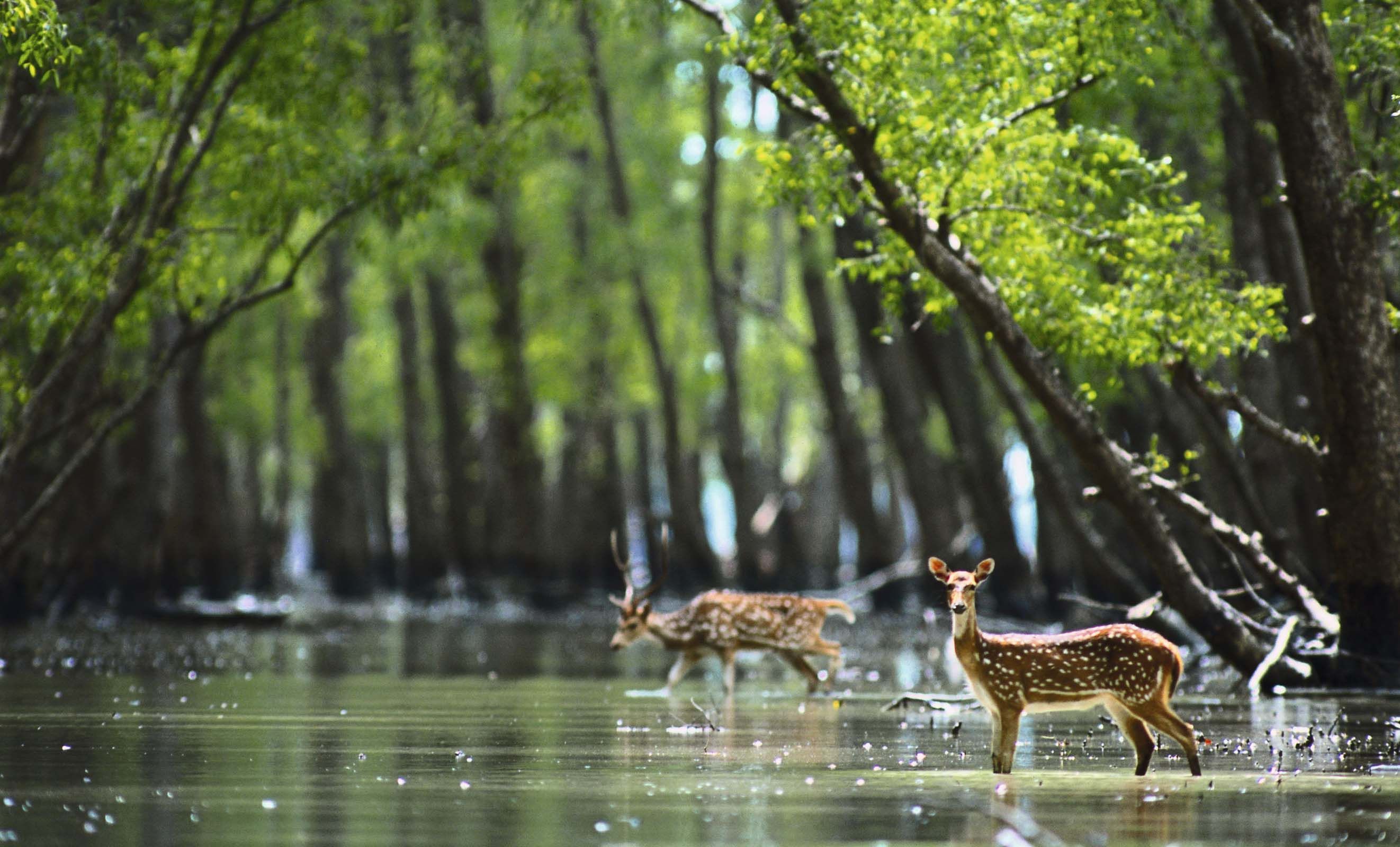 Sundarban